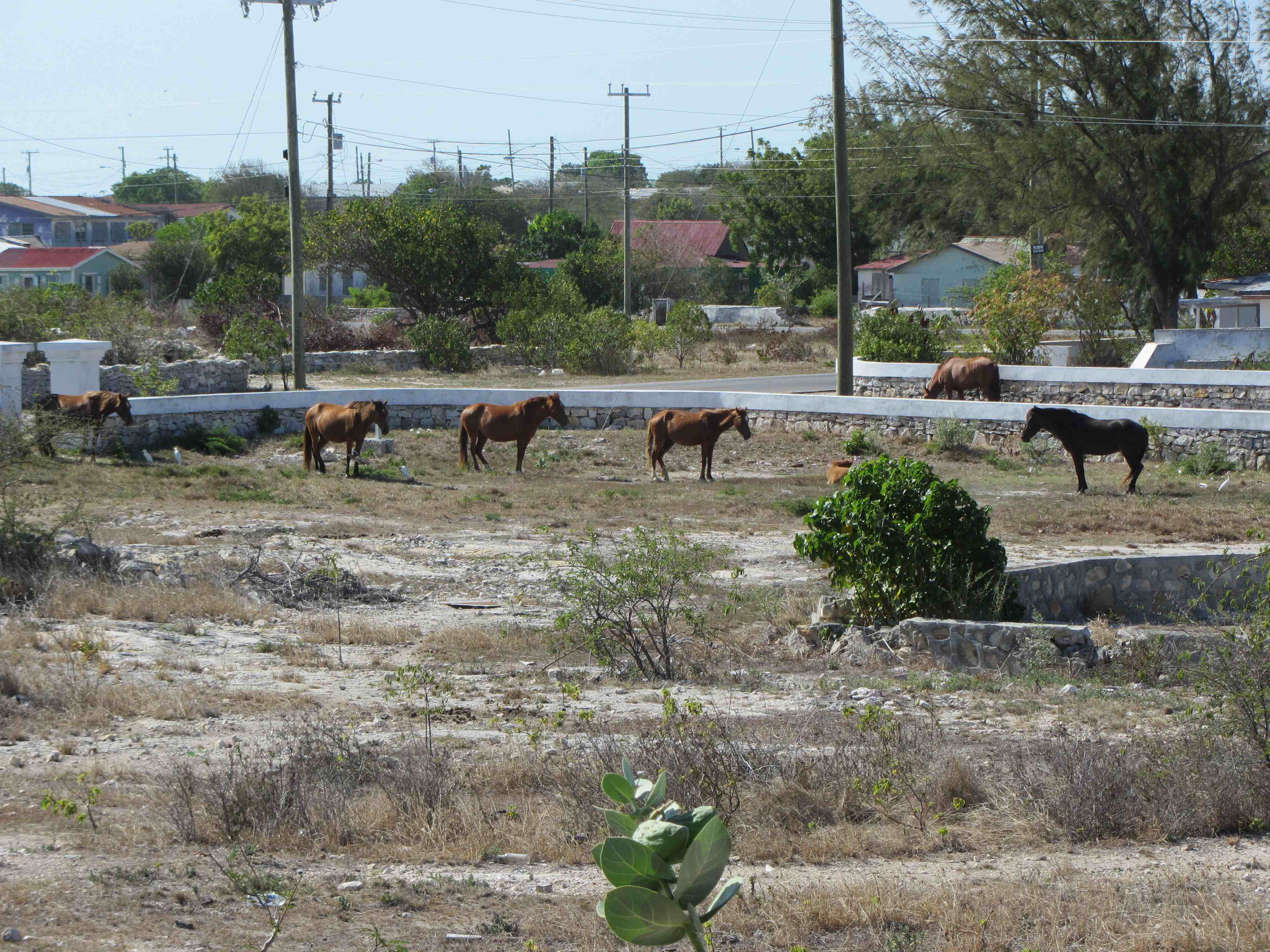 Horses in an open paddock on a very hot afternoon in South Caicos.