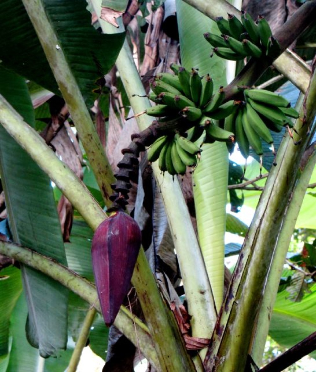 BananaBlossom
