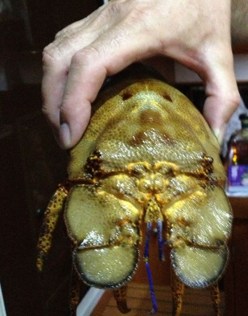 The slipper lobster.