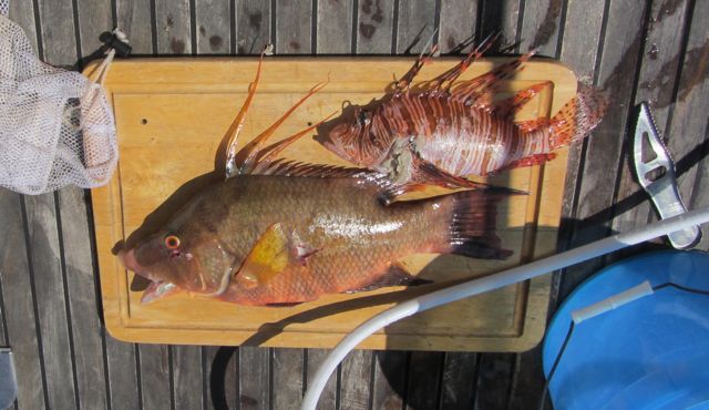 Hogfish and lion fish. 