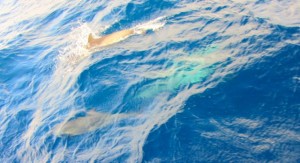 Dozens of little dolphins swam around the boat and played in our two bow waves.