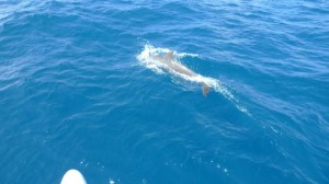 A large solitary dolphin joined us for a while soon after we left Cayos Viverillo.