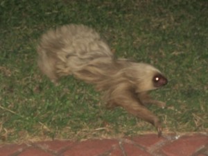 Stealthy Sloth Picks Up the Pace