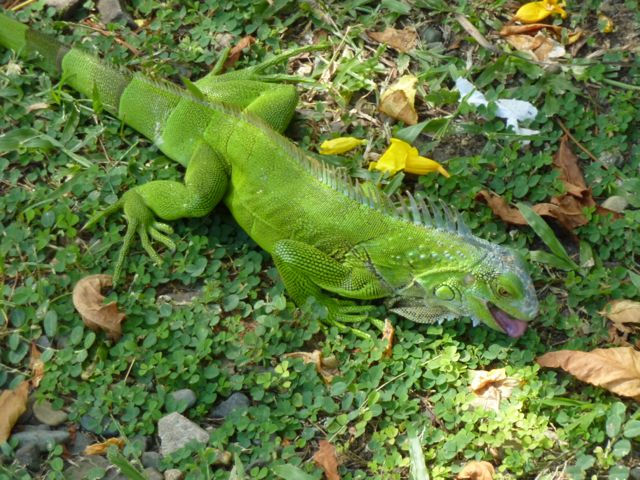 A beautiful green iguana (Smithsonian Tropical Research Institute)