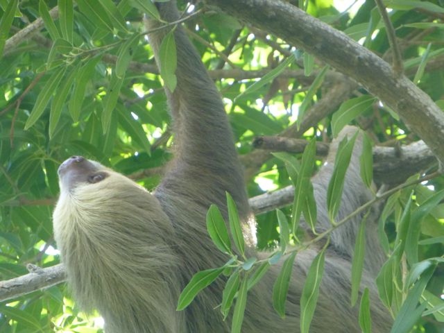 Sloth in a tree.