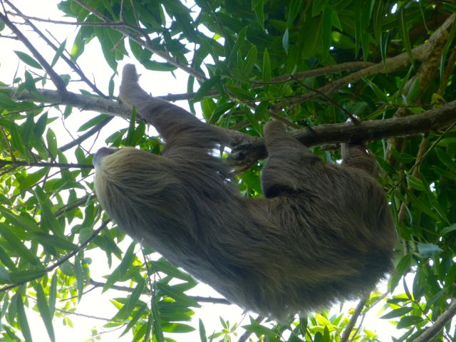 Sloth in a tree.