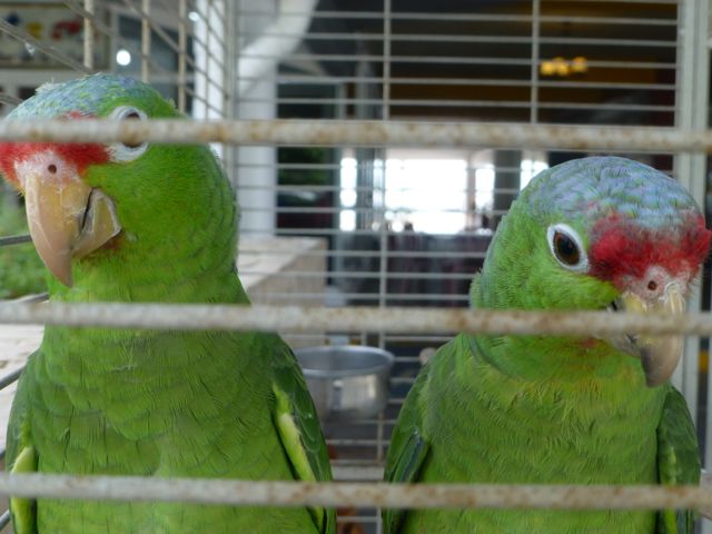 A cute avian couple who also live in Las Brisas plaza. 