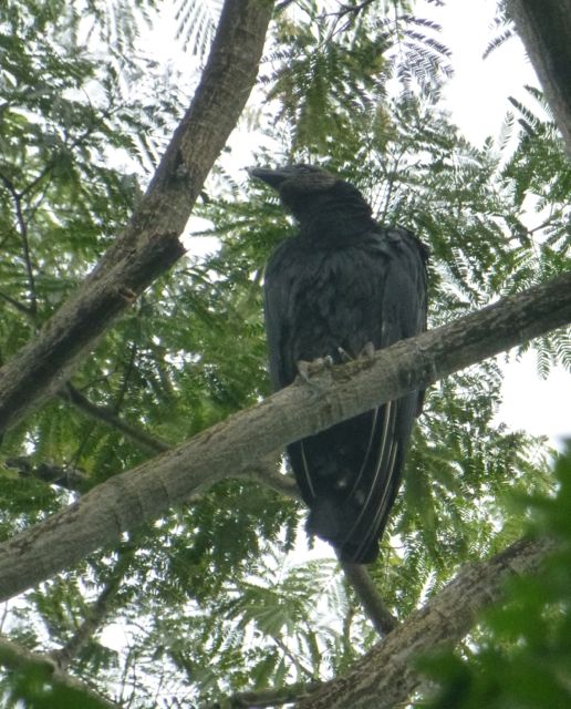 A fine turkey vulture in a tree.