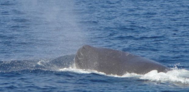 The trip started with the unexpected: a humpbacked whale sighting. The captain said that it was rare to see.